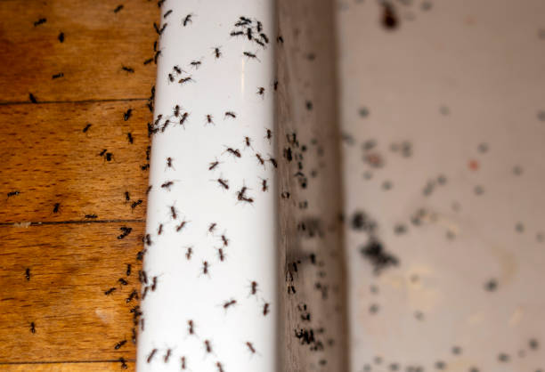Best Flea Control Services  in Johnstown, NY
